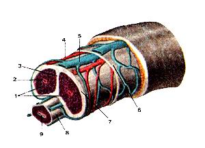 
  Рис. 229. Пещеристые и губчатое тела (corpora cavernosa et corpi spongiosus 
  ) полового члена и мужской мочеиспускательный
  канал (urethra masculina) на поперечном разрезе. I-пещеристые тела; 2-глубокая 
  артерия полового члена; 3-пер« городка полового члена; 4-тыльная артерия полового 
  член: 5-тыльная вена полового члена; 6-глубокая фасция полового чле на; 7-белочная 
  оболочка полового члена; 8-губчатое тело полове го члена; 9-мочеиспускательный 
  канал.
  Fig. 229. Пещеристые, губчатое тела полового члена, мужской
  мочеиспускательный канал на поперечном разрезе. 1-corpora cavernosa penis; 2-a.profunda 
  penis; 3-septum penis; l a.dorsalis penis; 5-v.dorsalis penis; 6-fascia penis 
  profunga; 7-tunic albuginea penis; 8-corpus spongiosum penis; 9-urethra.
  Fig. 229. Corpus cavernosus and spongiosus of penis and male urethi
  on transverse incision.
  1-corpus cavernous; 2-deep artery of penis; 3-septum penis; 4-dor& artery 
  of penis; 5-dorsal vein of penis; 6-deep fascia of penis; 7-tunk albuginea tunic 
  of penis; 8-corpus spongiosum of penis; 9-urethra.